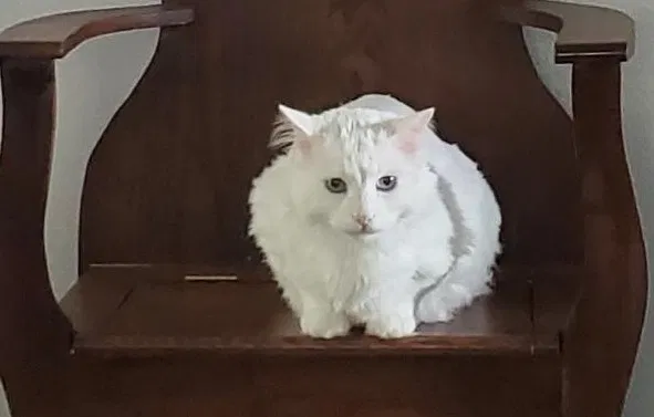 Lost cat in Elgin, TX, 78621