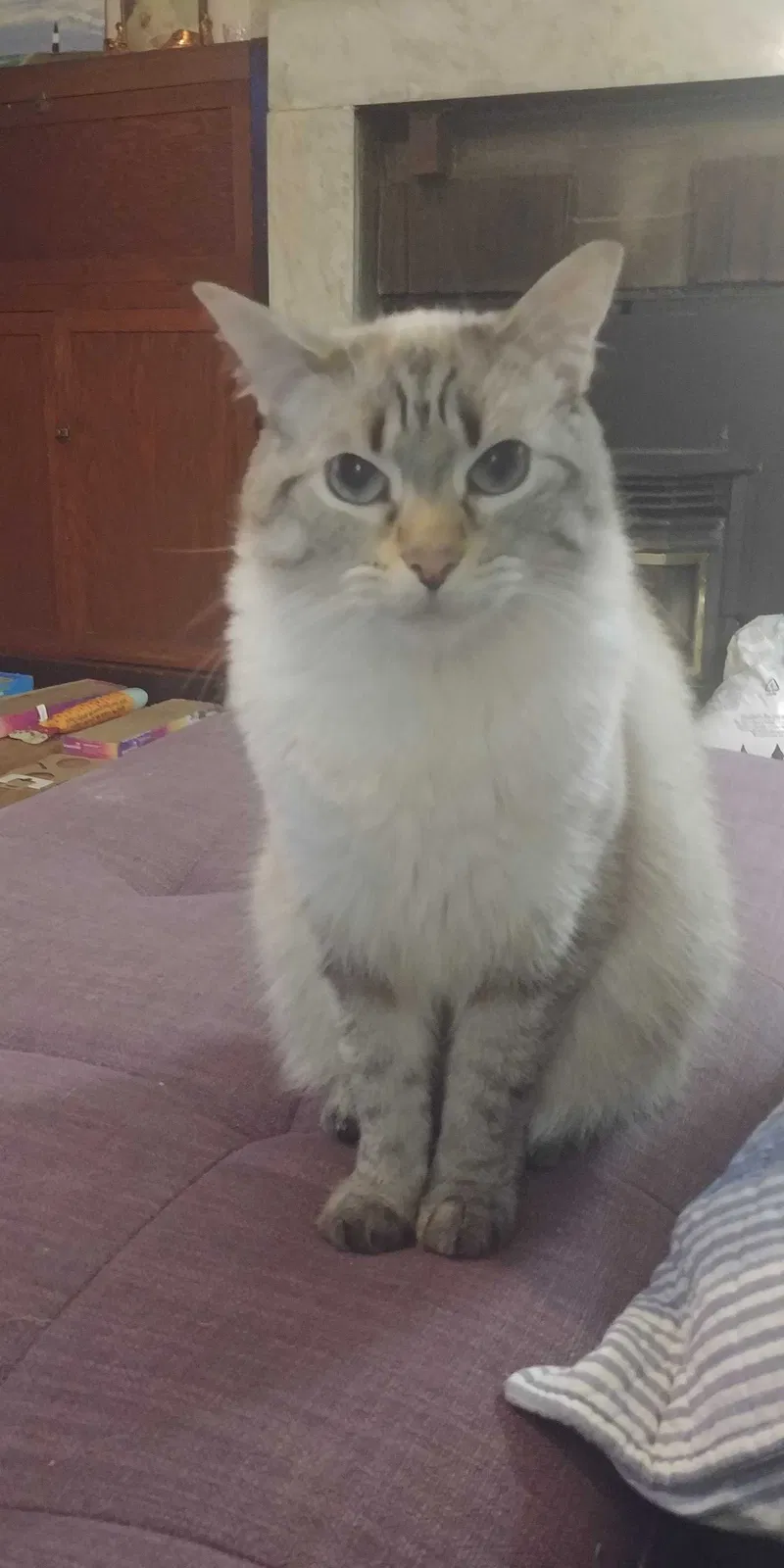 Lost cat in Saint Paris, OH, 43072