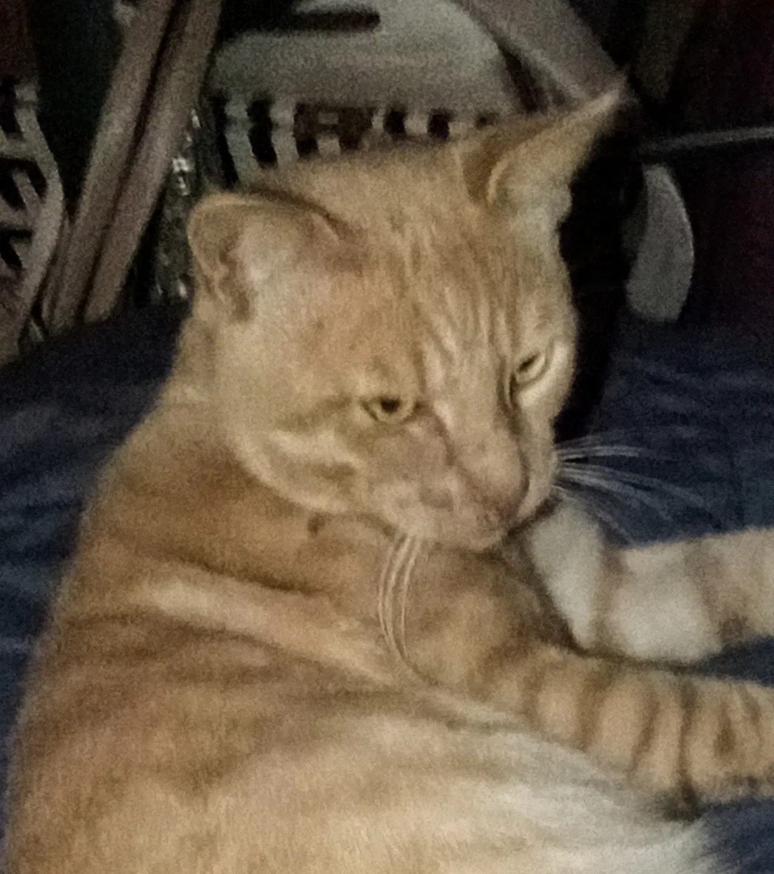 Lost cat in San Francisco, CA, 94112