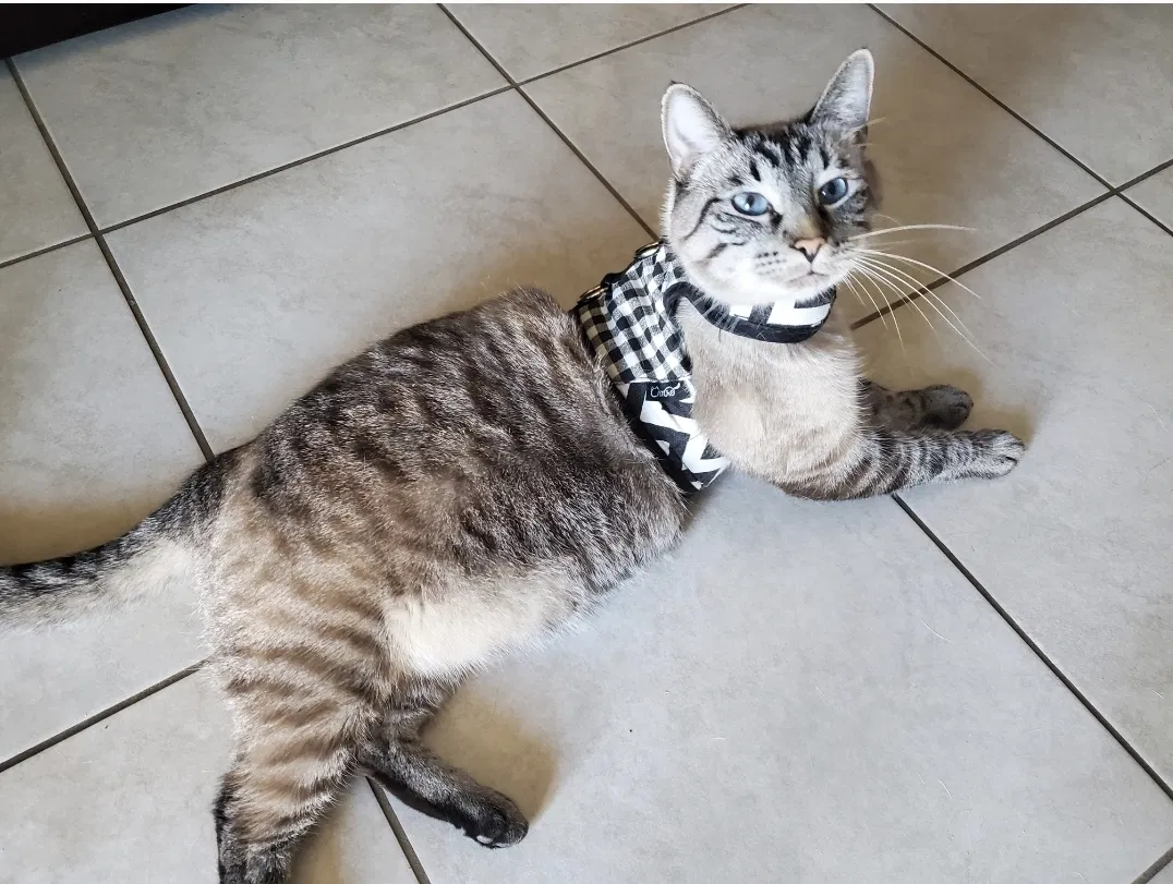 Lost cat in Buckeye, AZ, 85326