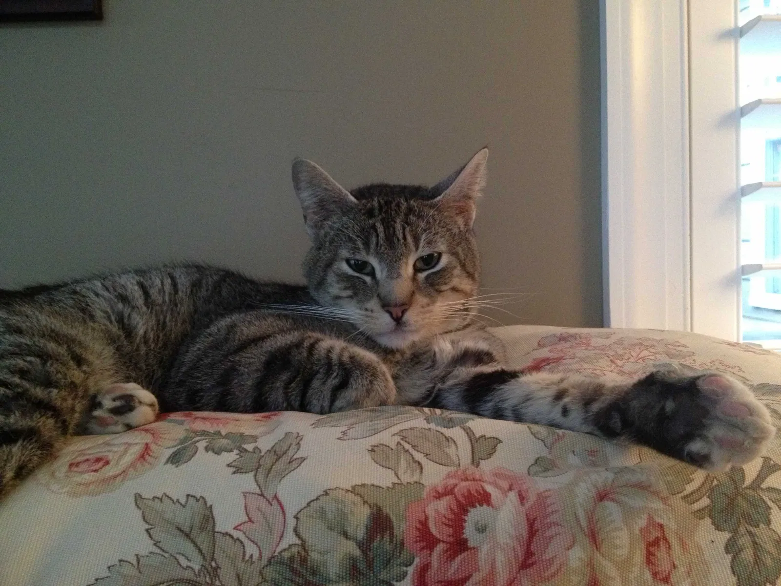 Lost cat in West Chester, PA, 19380