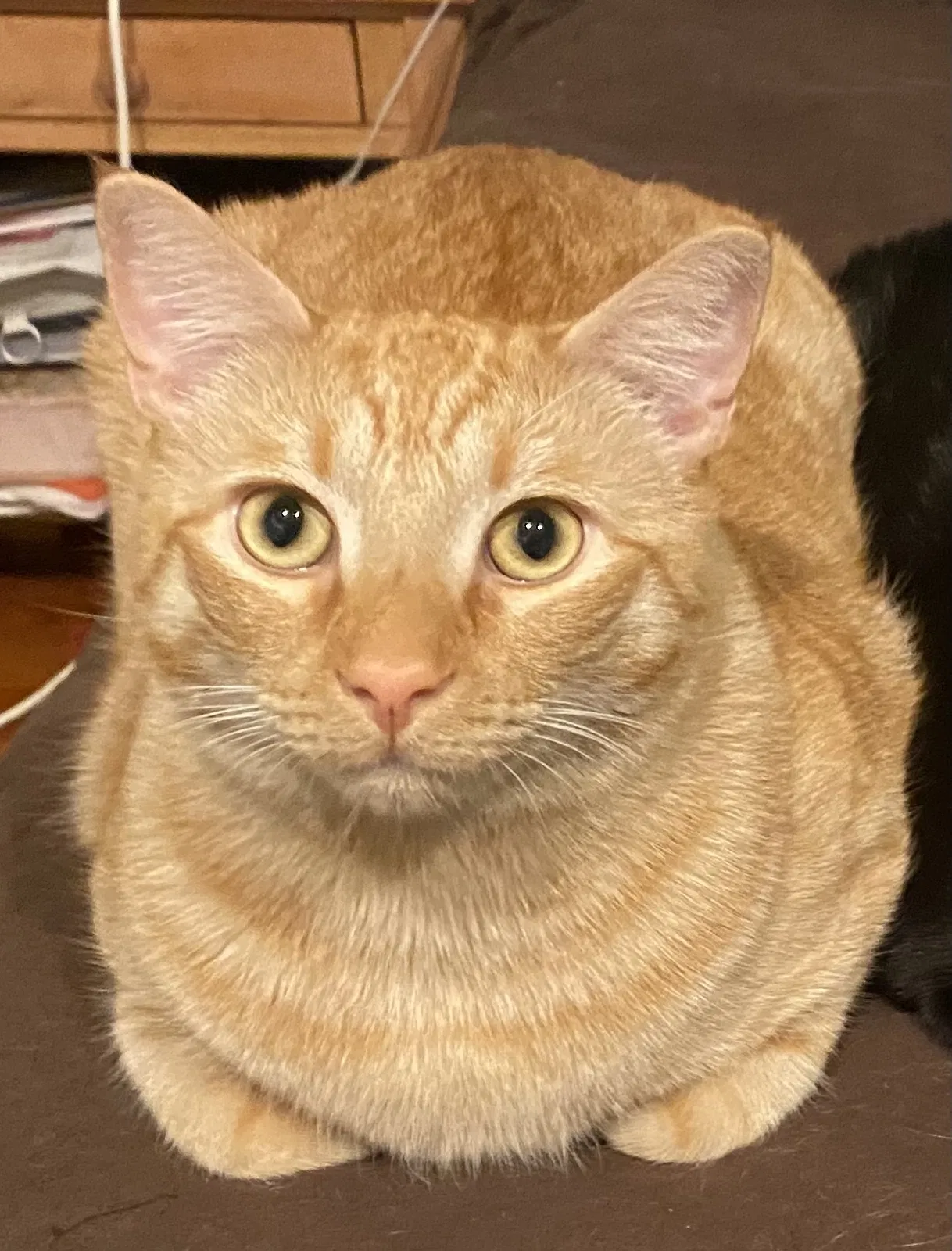 Lost cat in San Diego, CA, 92131