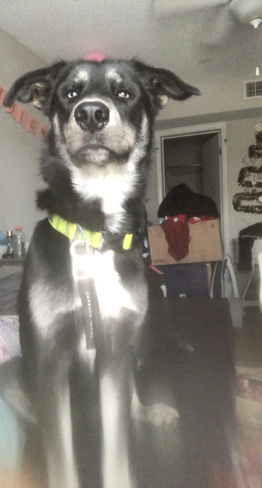 Lost dog in Spring Hill, FL, 34610
