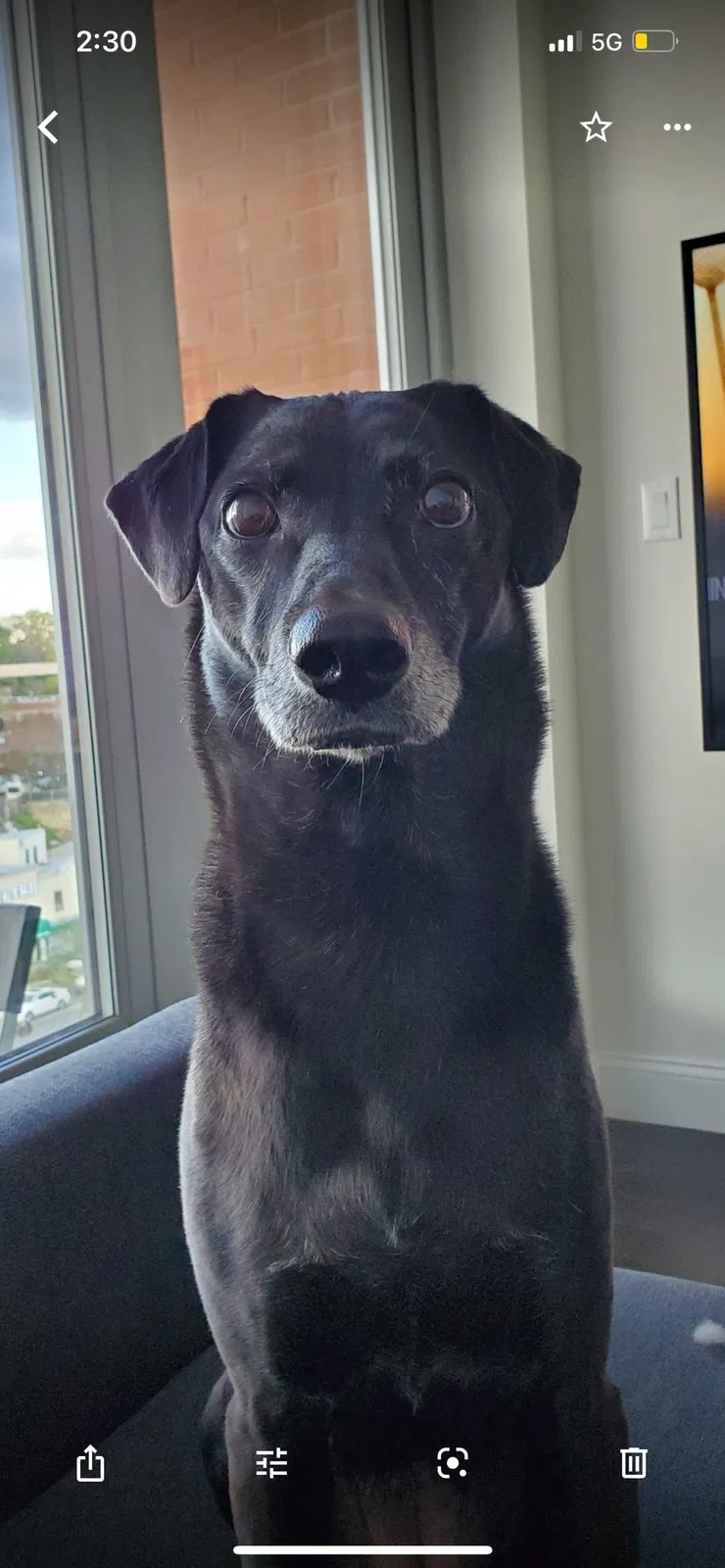 Lost dog in Mineola, NY, 11501