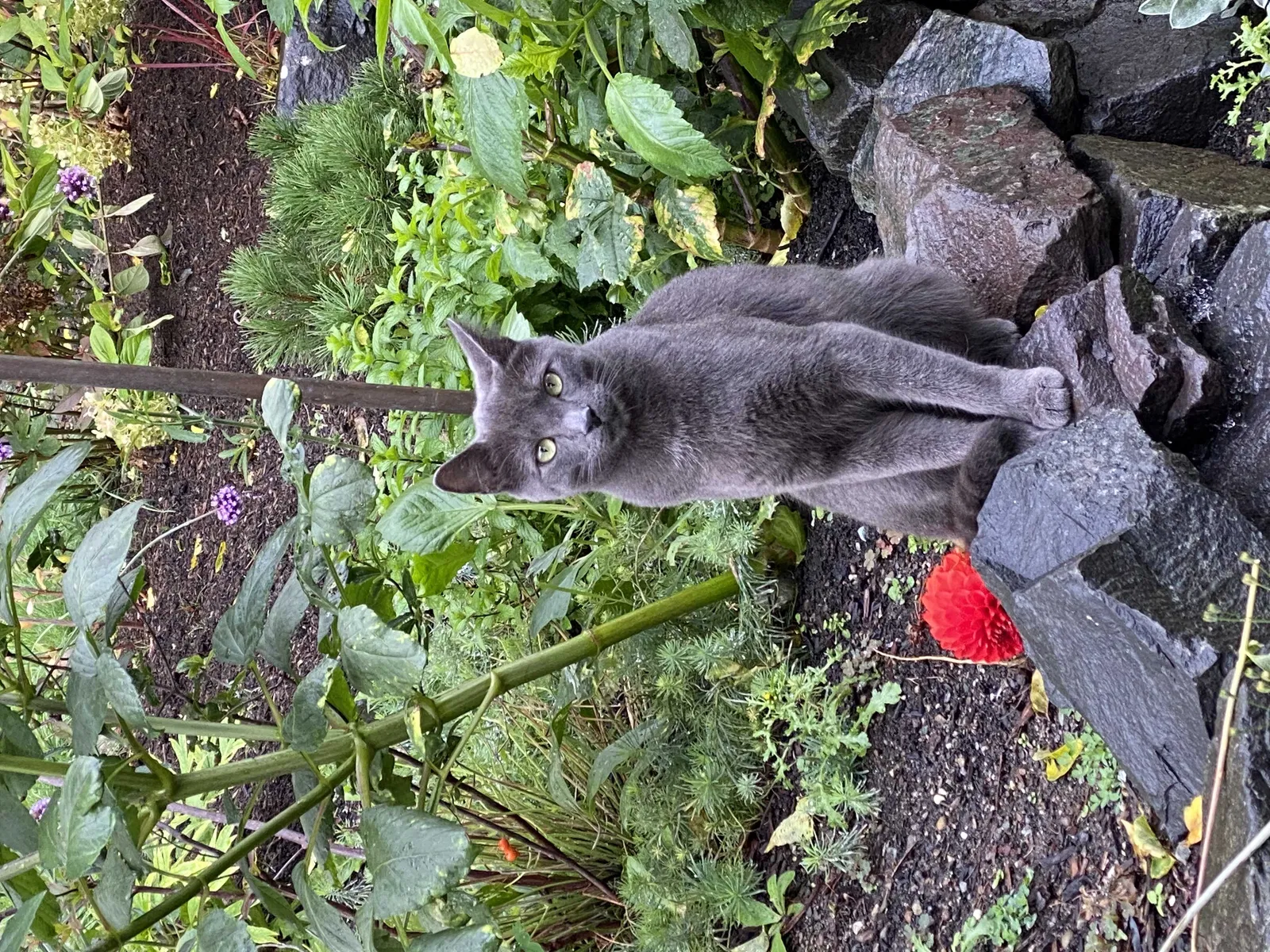 Lost cat in Tacoma, WA, 98407