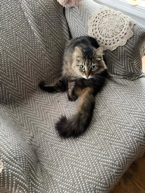 Lost cat in Derry, NH, 3038