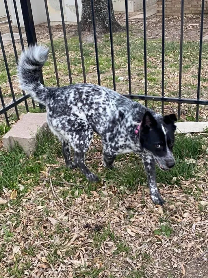 Lost dog in Little Elm, TX, 75068
