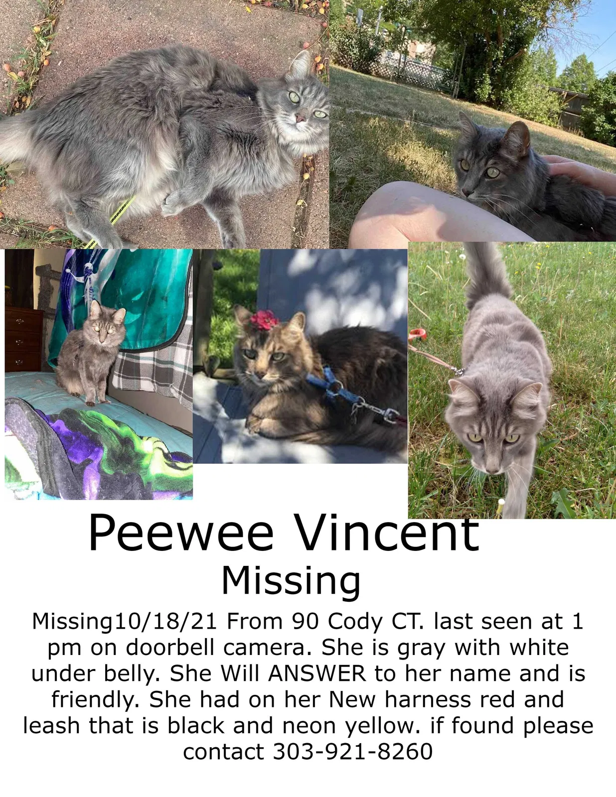 Lost cat in Denver, CO, 80226