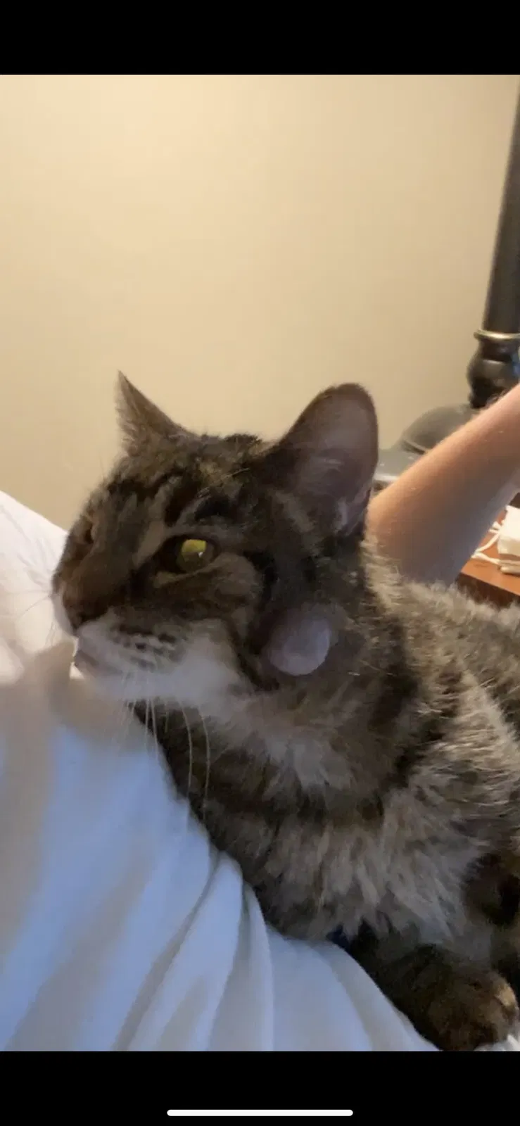 Lost cat in Avon Lake, OH, 44012