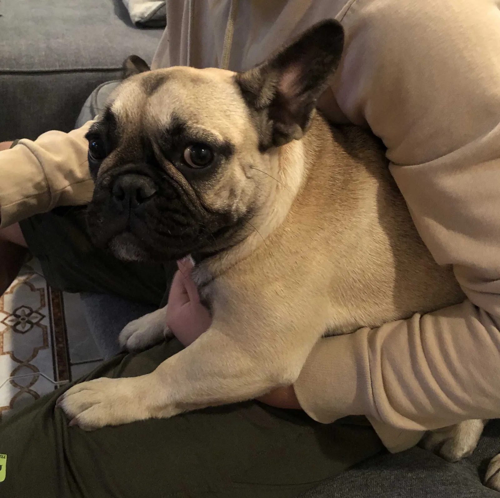 Lost dog in Downey, CA, 90240