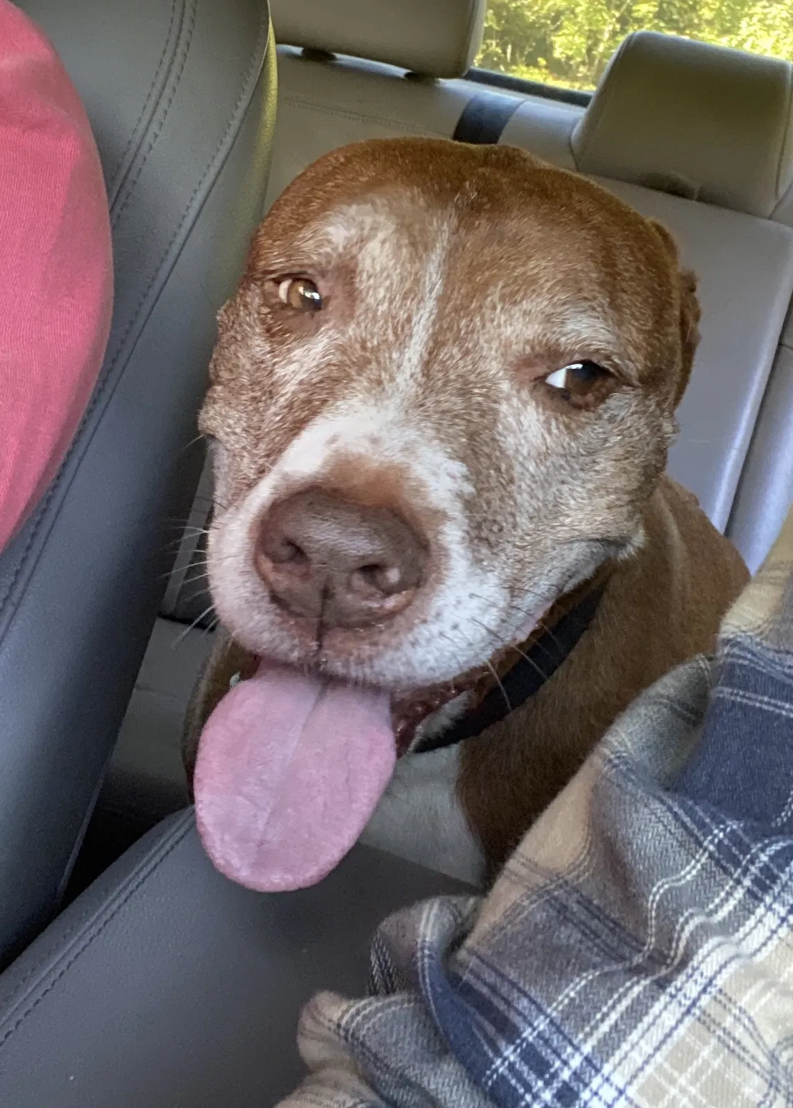 Lost dog in Arlington, TN, 38002
