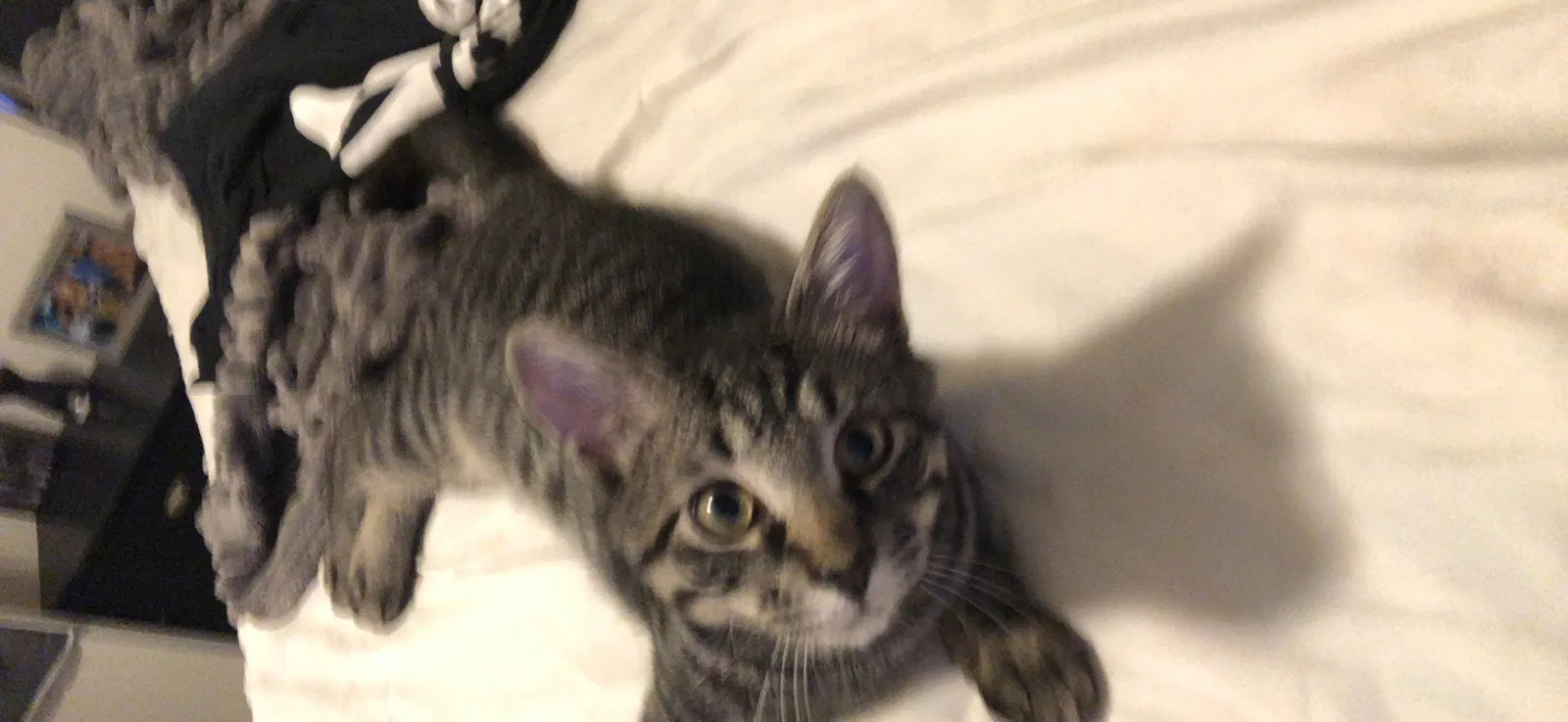 Lost cat in Virginia Beach, VA, 23462