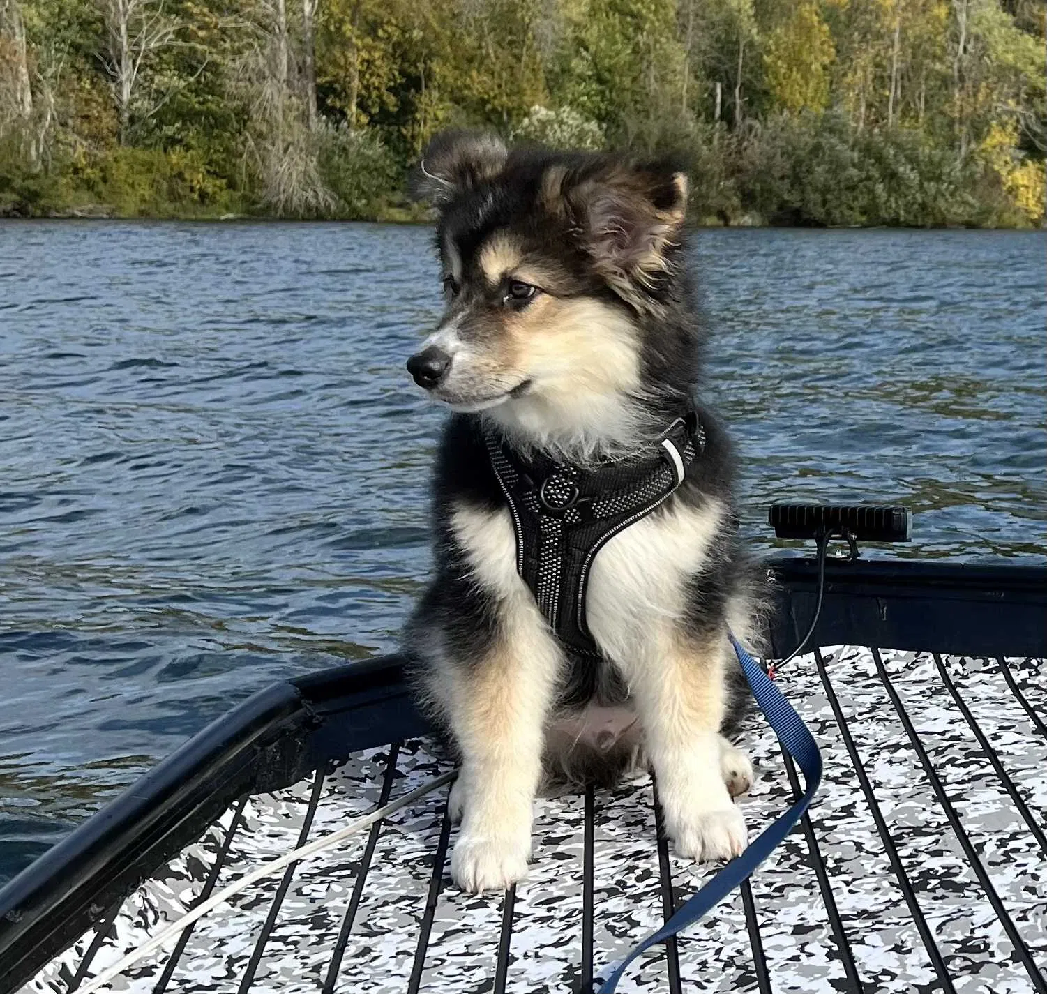 Lost dog in Olympia, WA, 98501