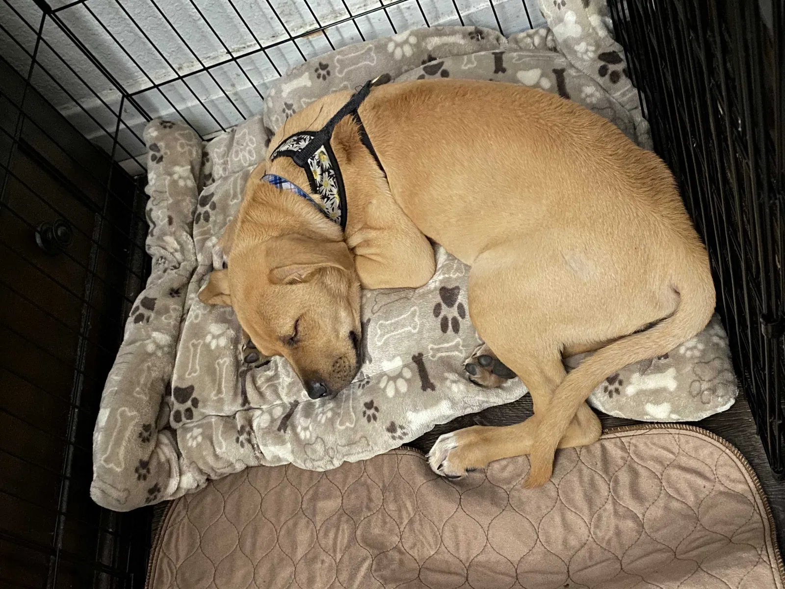 Lost dog in Los Angeles, CA, 90001