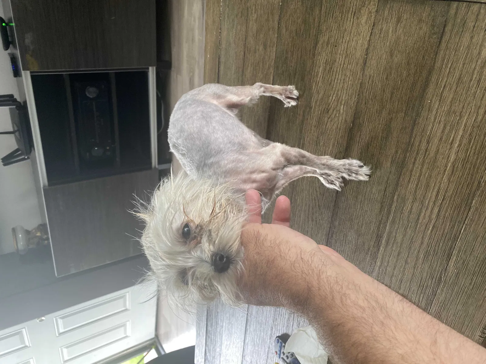 Lost dog in Rialto, CA, 92376