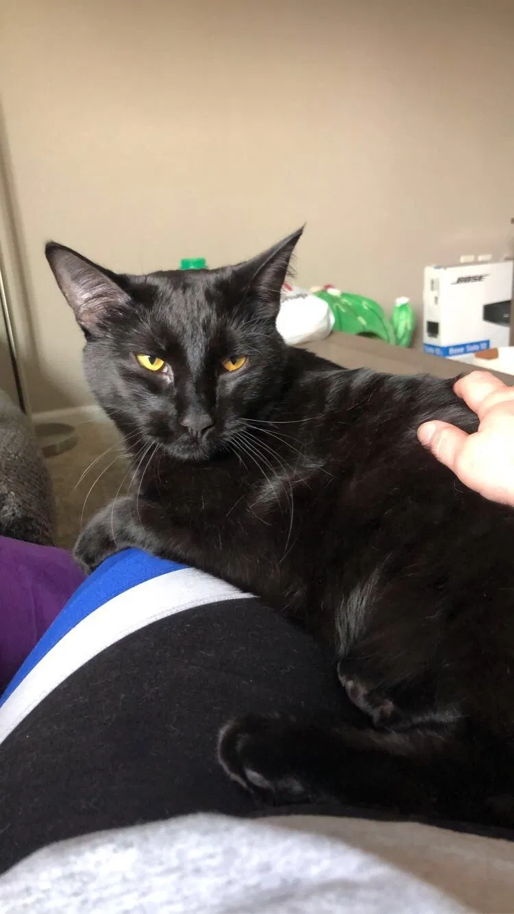 Lost cat in Denver, CO, 80238