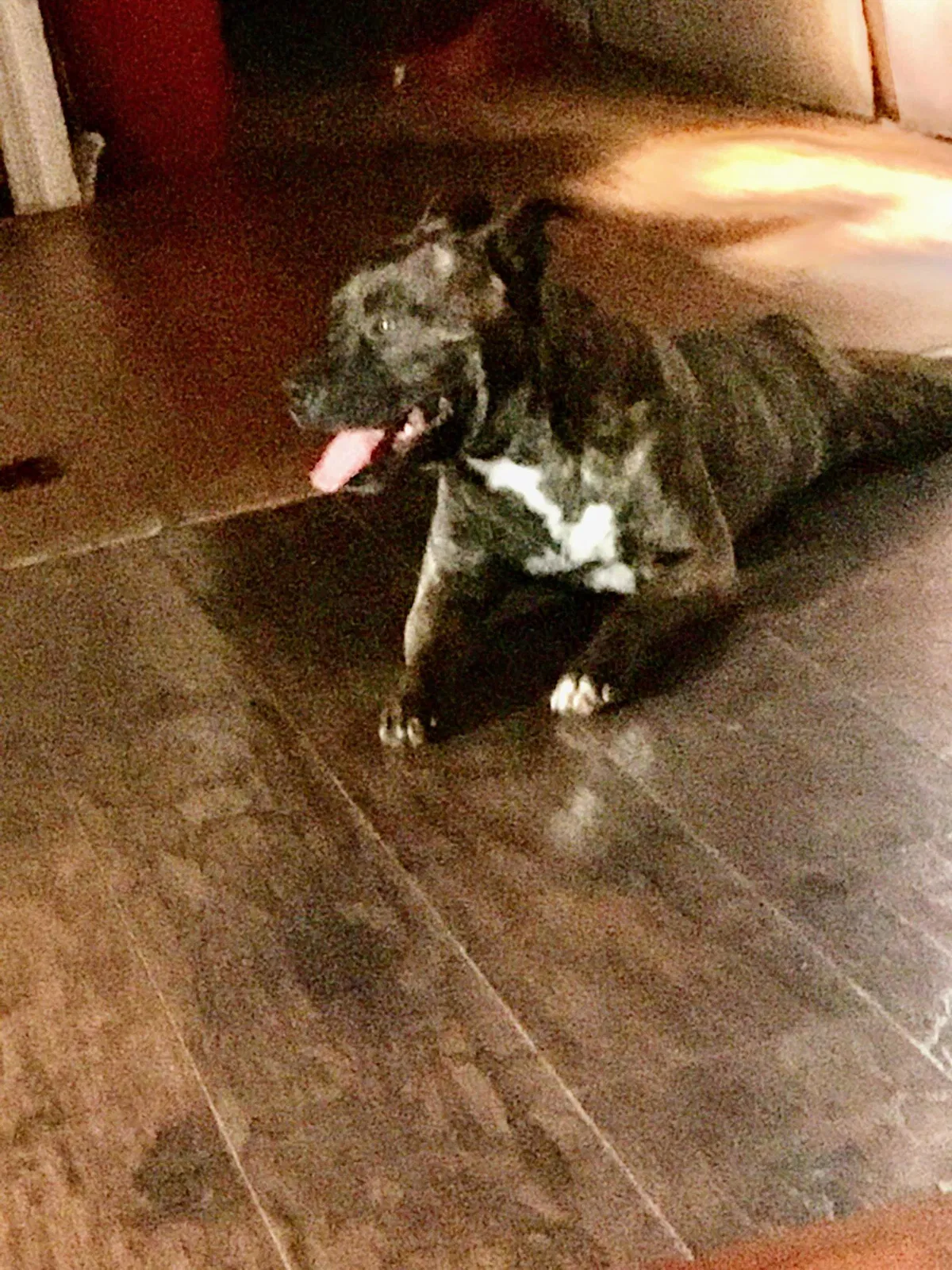 Lost dog in Talladega, AL, 35160