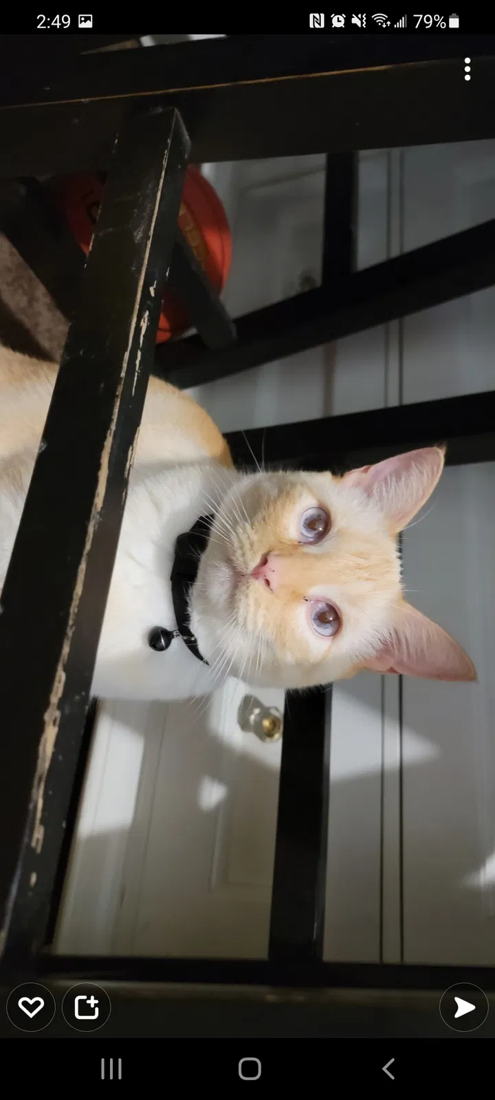 Lost cat in Slidell, LA, 70458