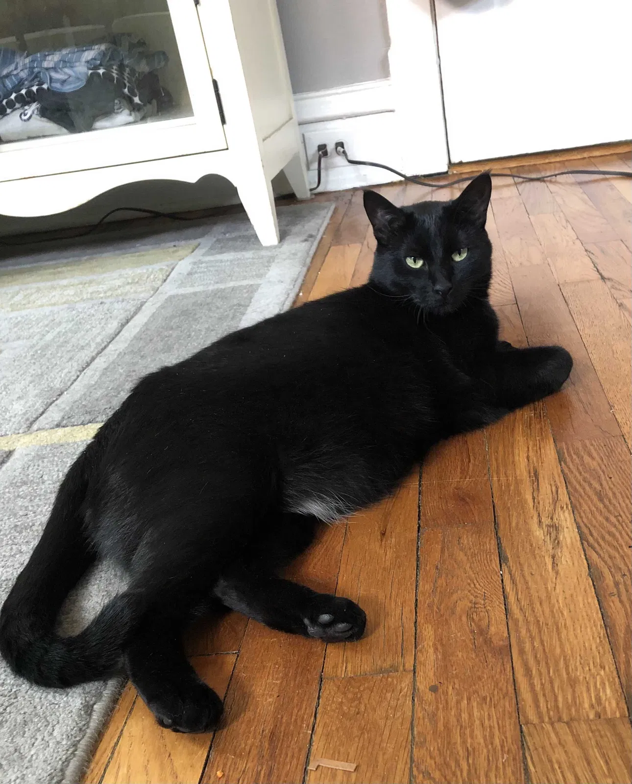 Lost cat in Saint Louis, MO, 63109