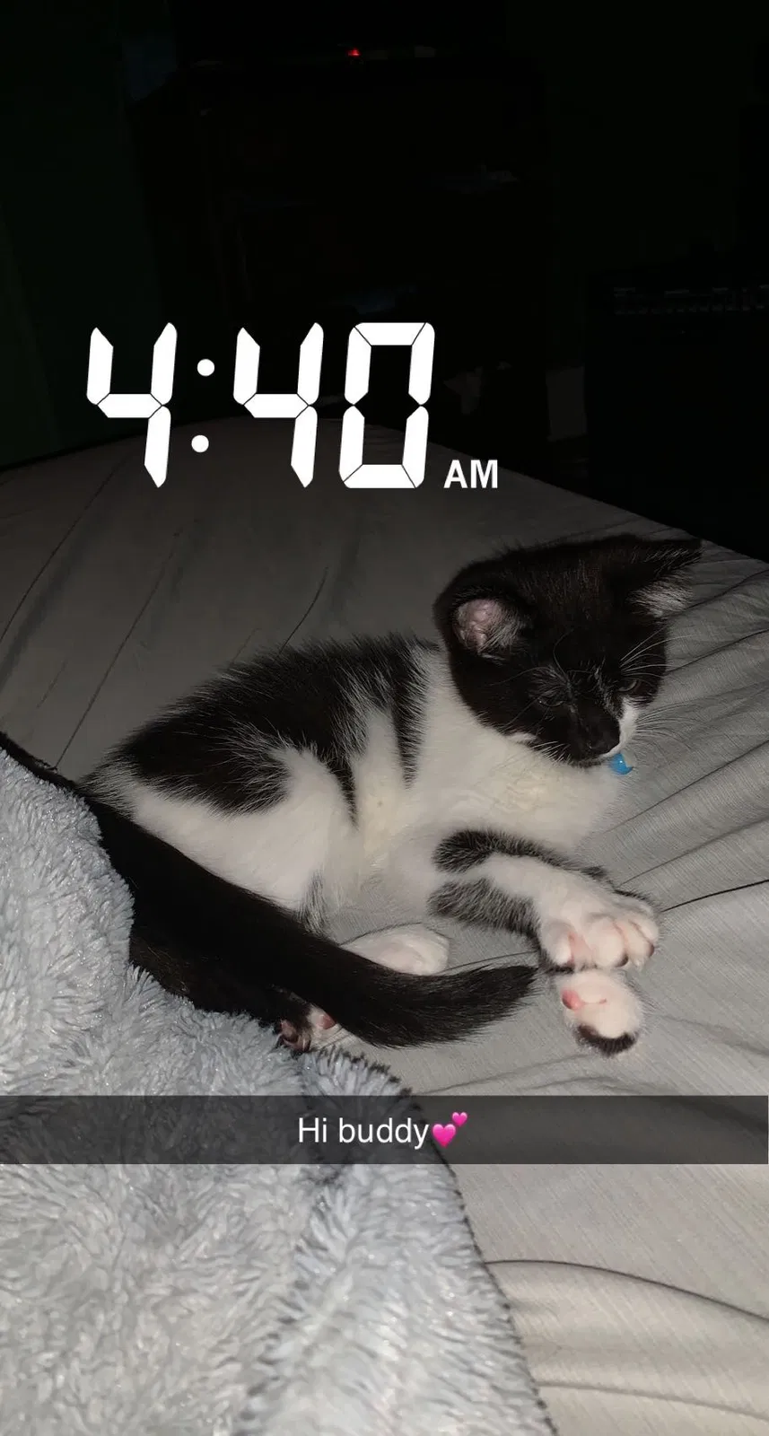 Lost cat in Lowville, NY, 13367