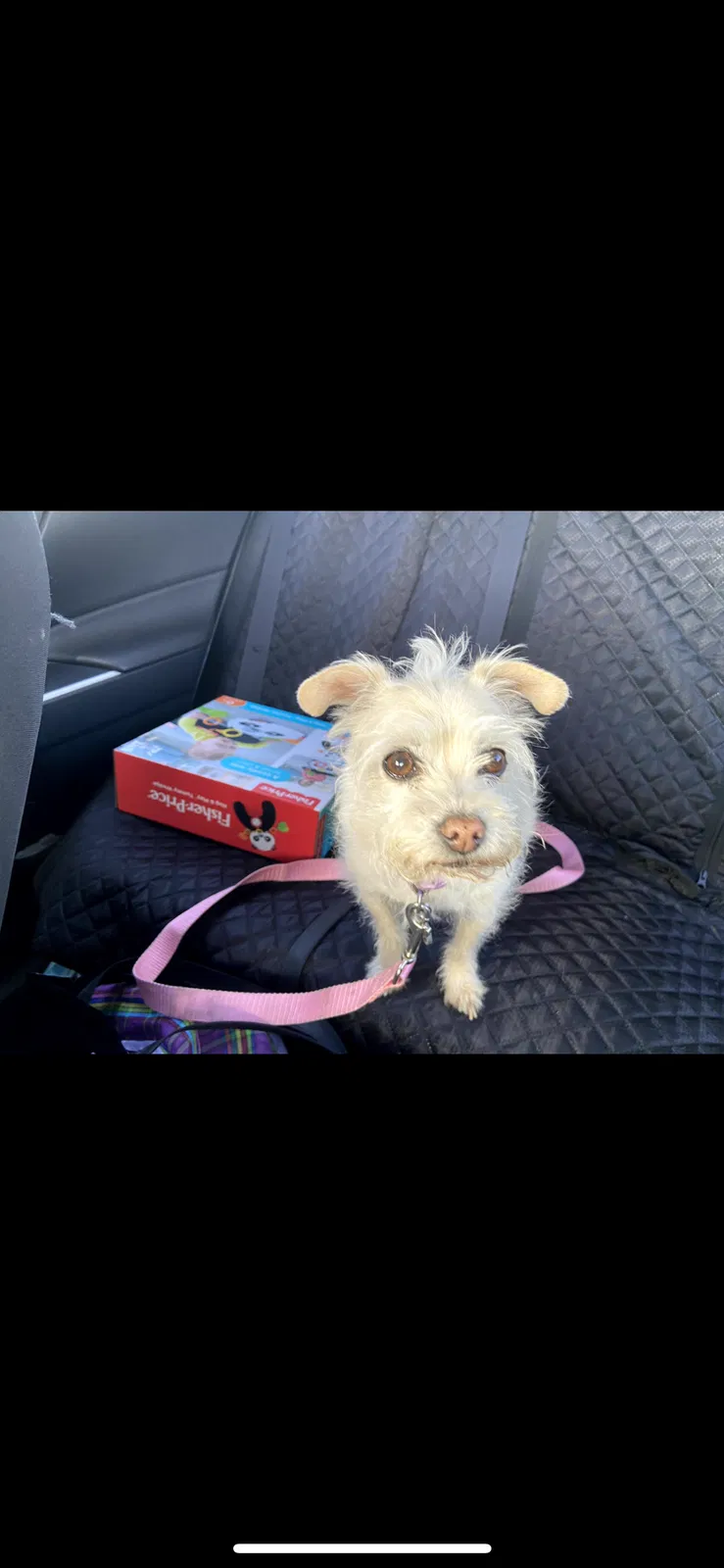 Lost dog in Los Angeles, CA, 90022