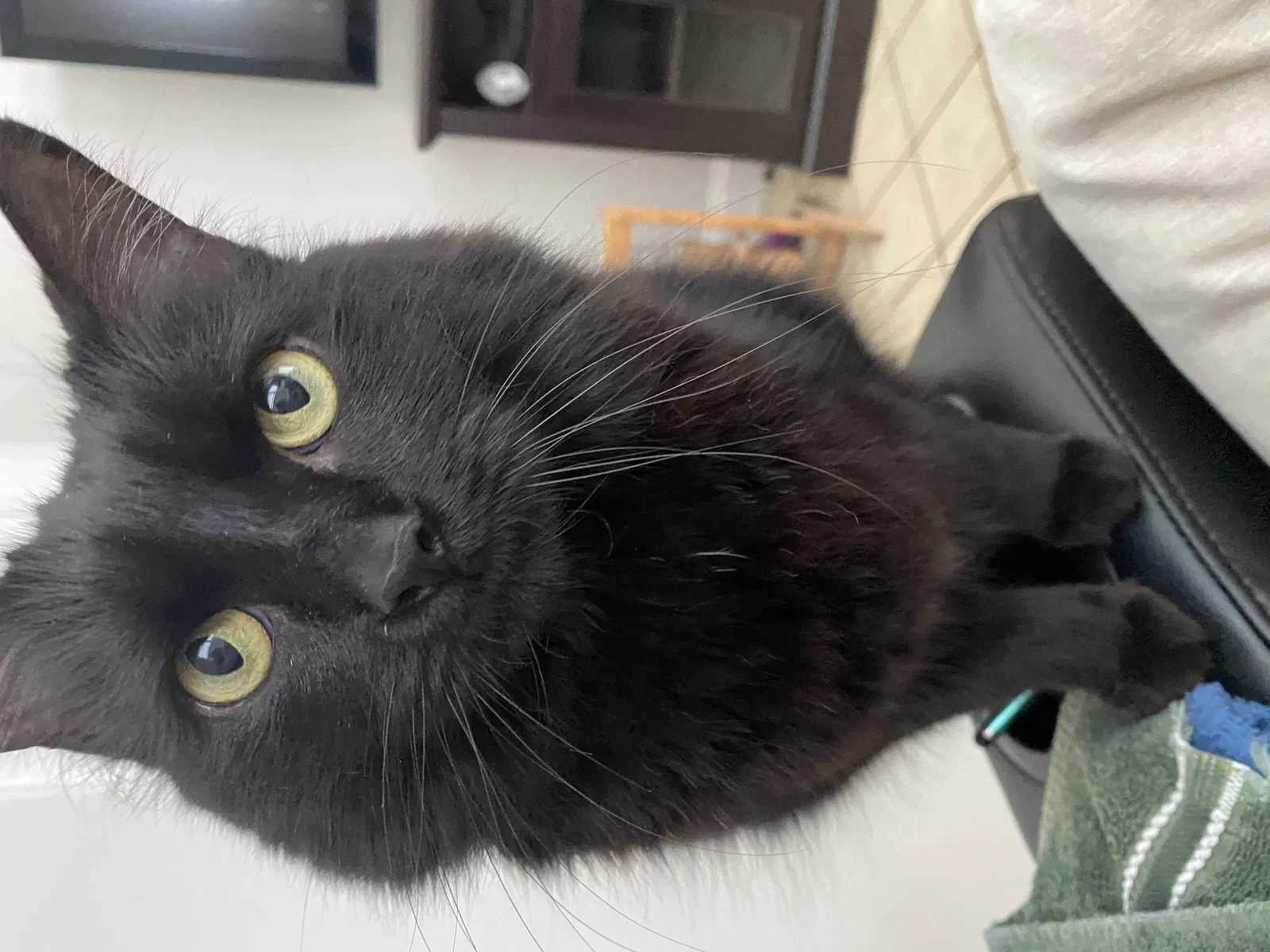 Lost cat in Boca Raton, FL, 33487