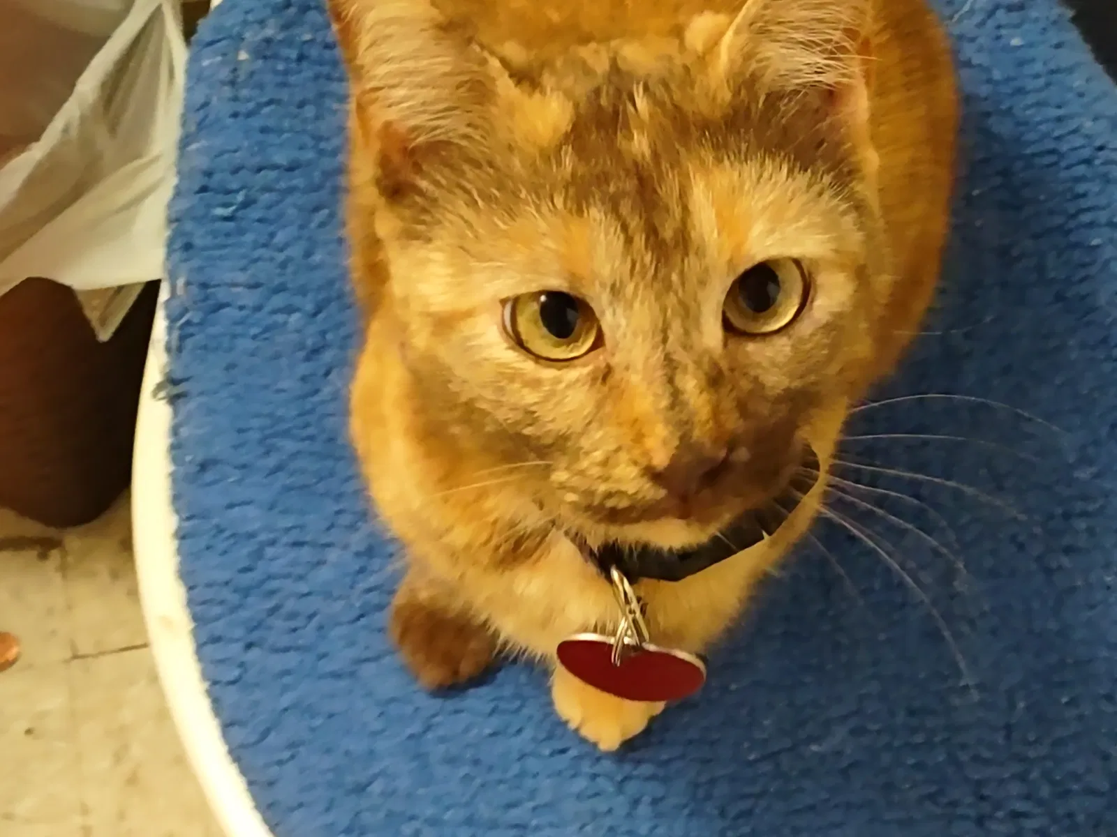 Lost cat in Morganton, NC, 28655