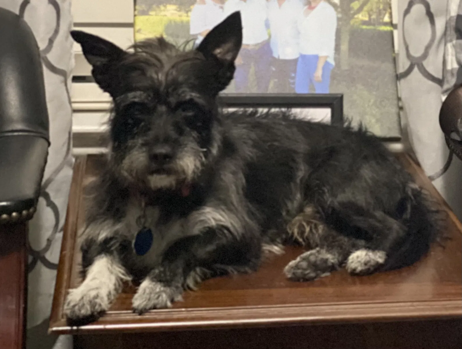 Lost dog in Spring, TX, 77388