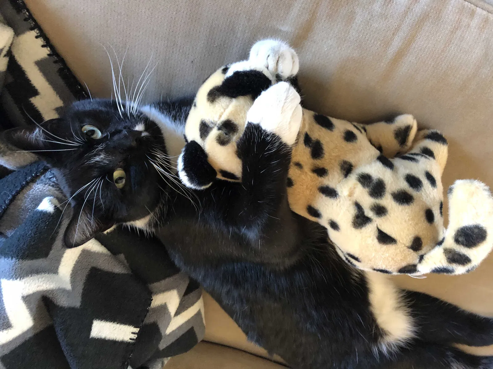 Lost cat in Parker, CO, 80138
