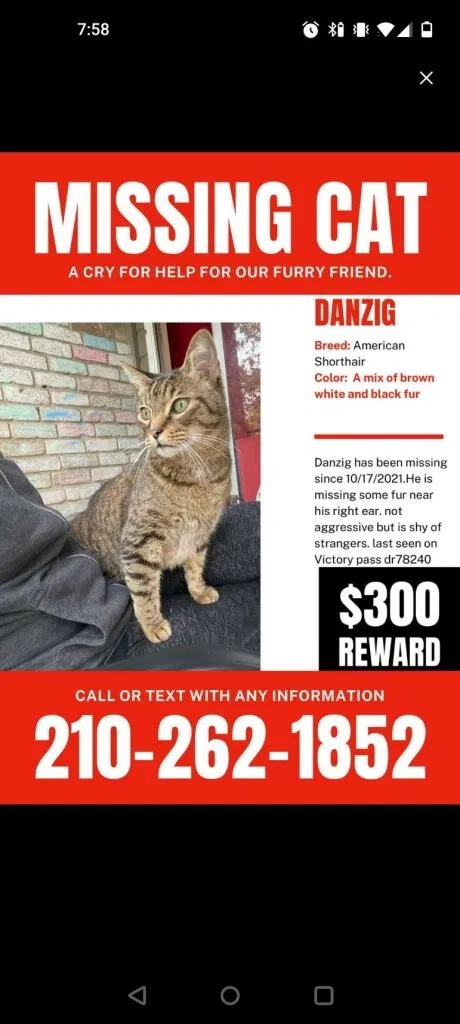 Lost cat in San Antonio, TX, 78240