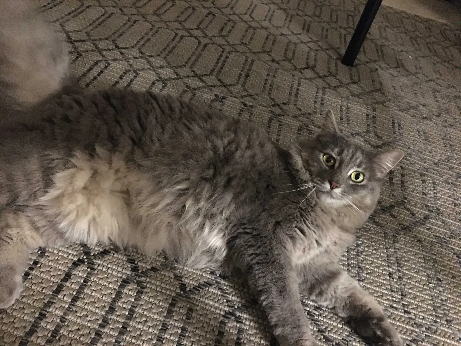 Lost cat in Tustin, CA, 92780