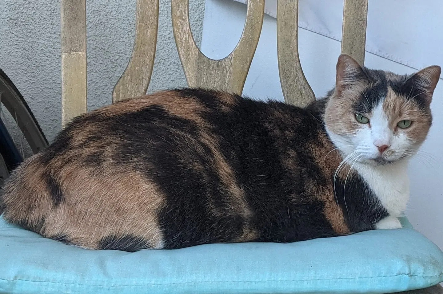 Lost cat in Claremont, CA, 91711