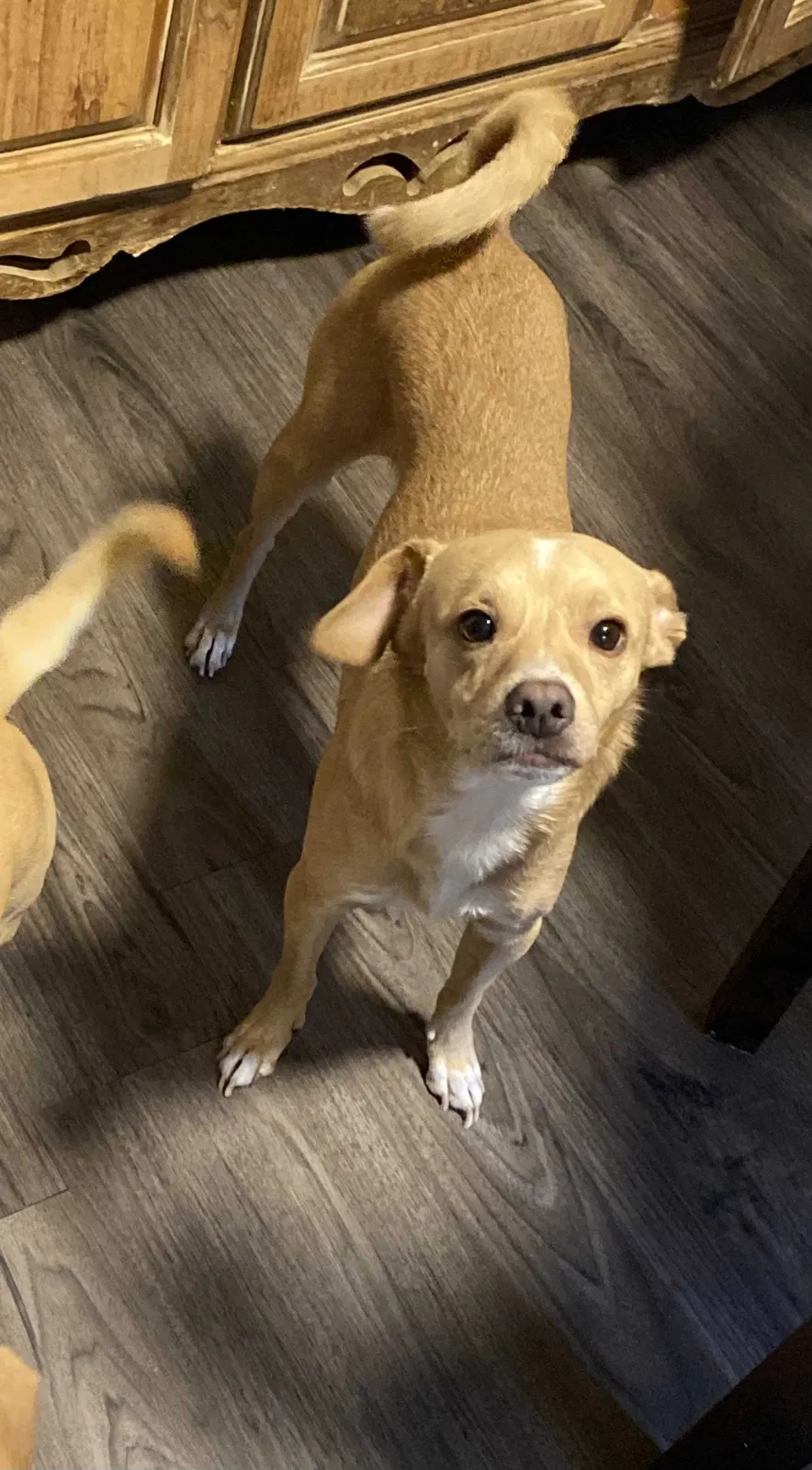 Lost dog in Phoenix, AZ, 85009