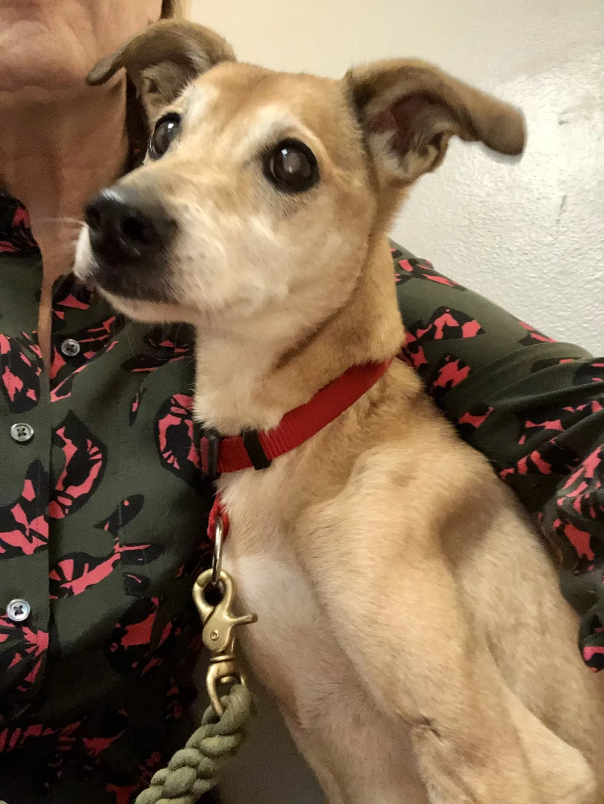 Lost dog in Louisville, KY, 40207