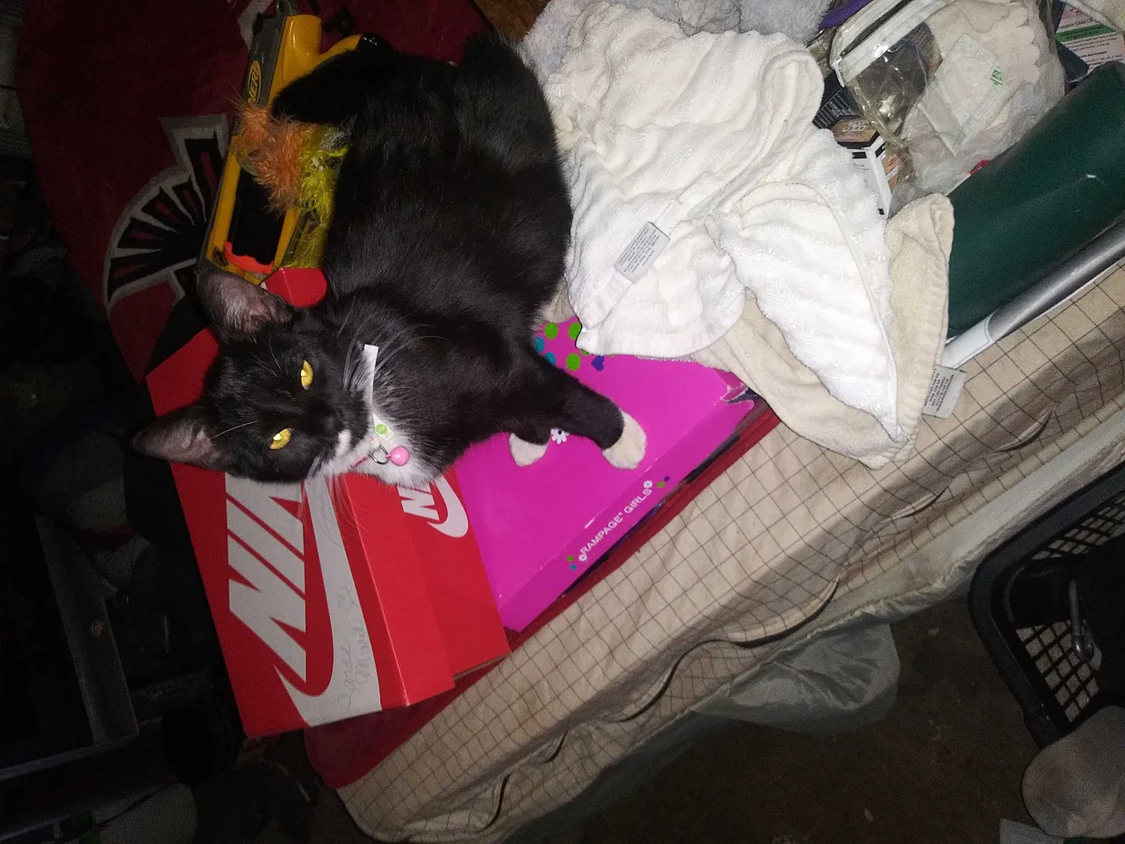 Lost cat in Covington, GA, 30016