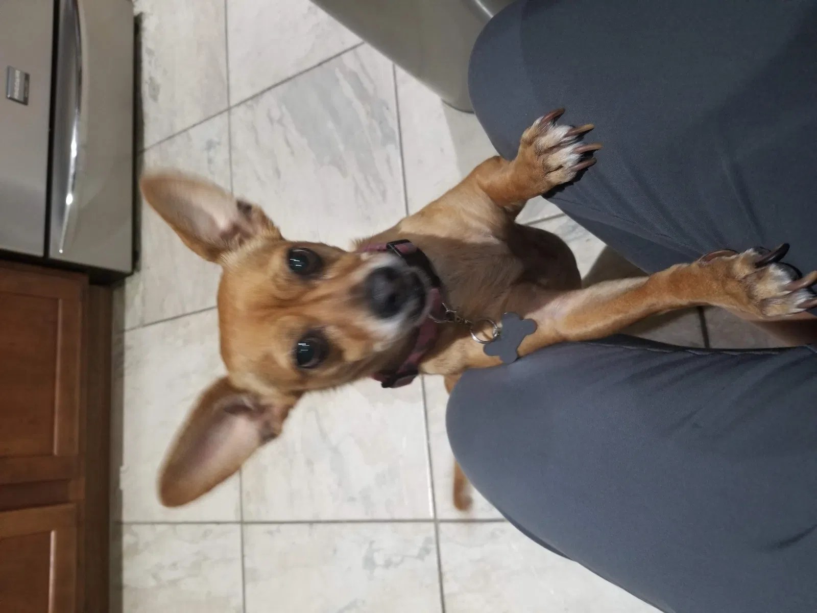 Lost dog in Glendale, AZ, 85305