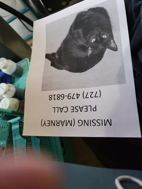 Lost cat in Largo, FL, 33771