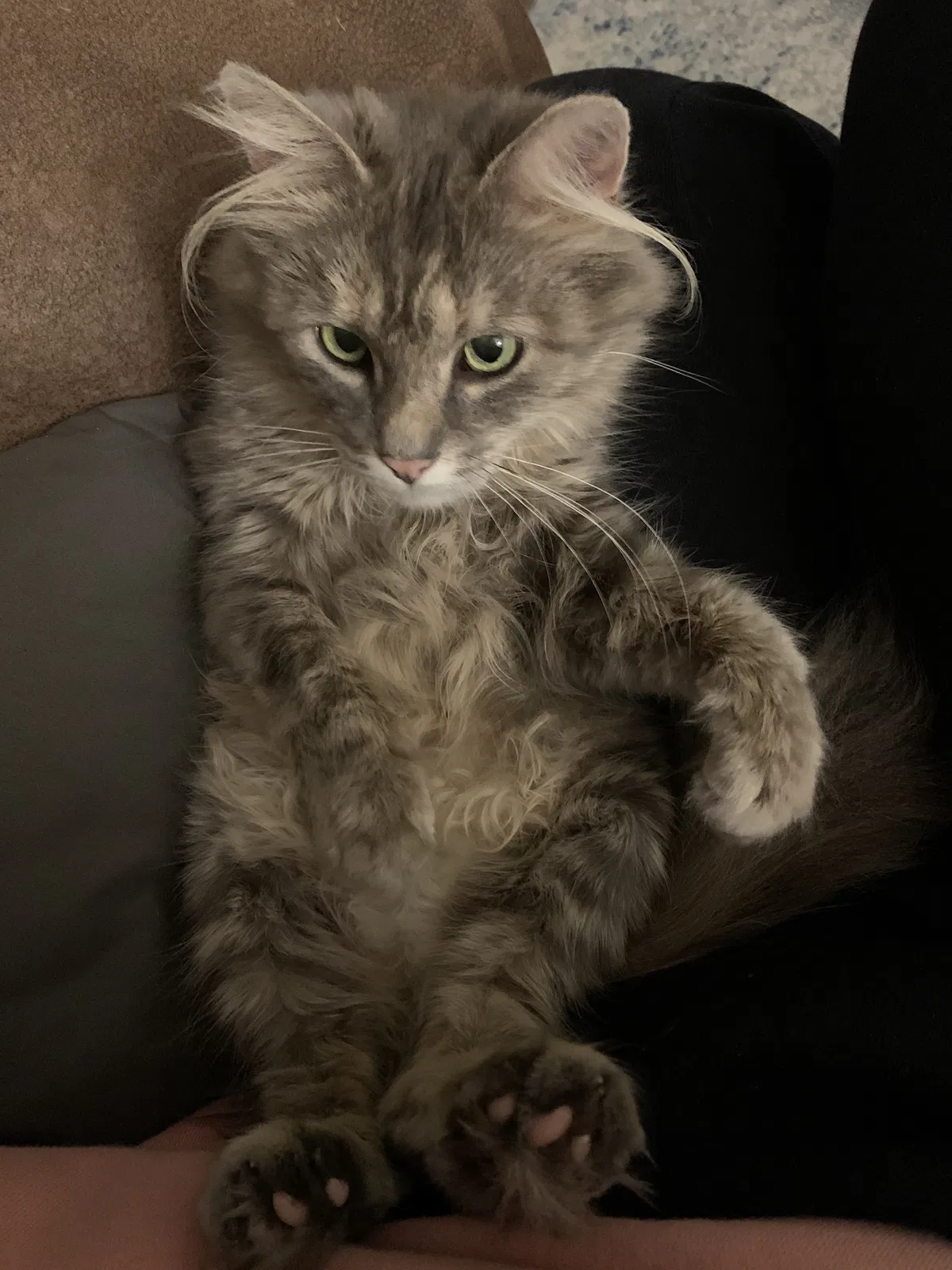 Lost cat in Saint Cloud, MN, 56301