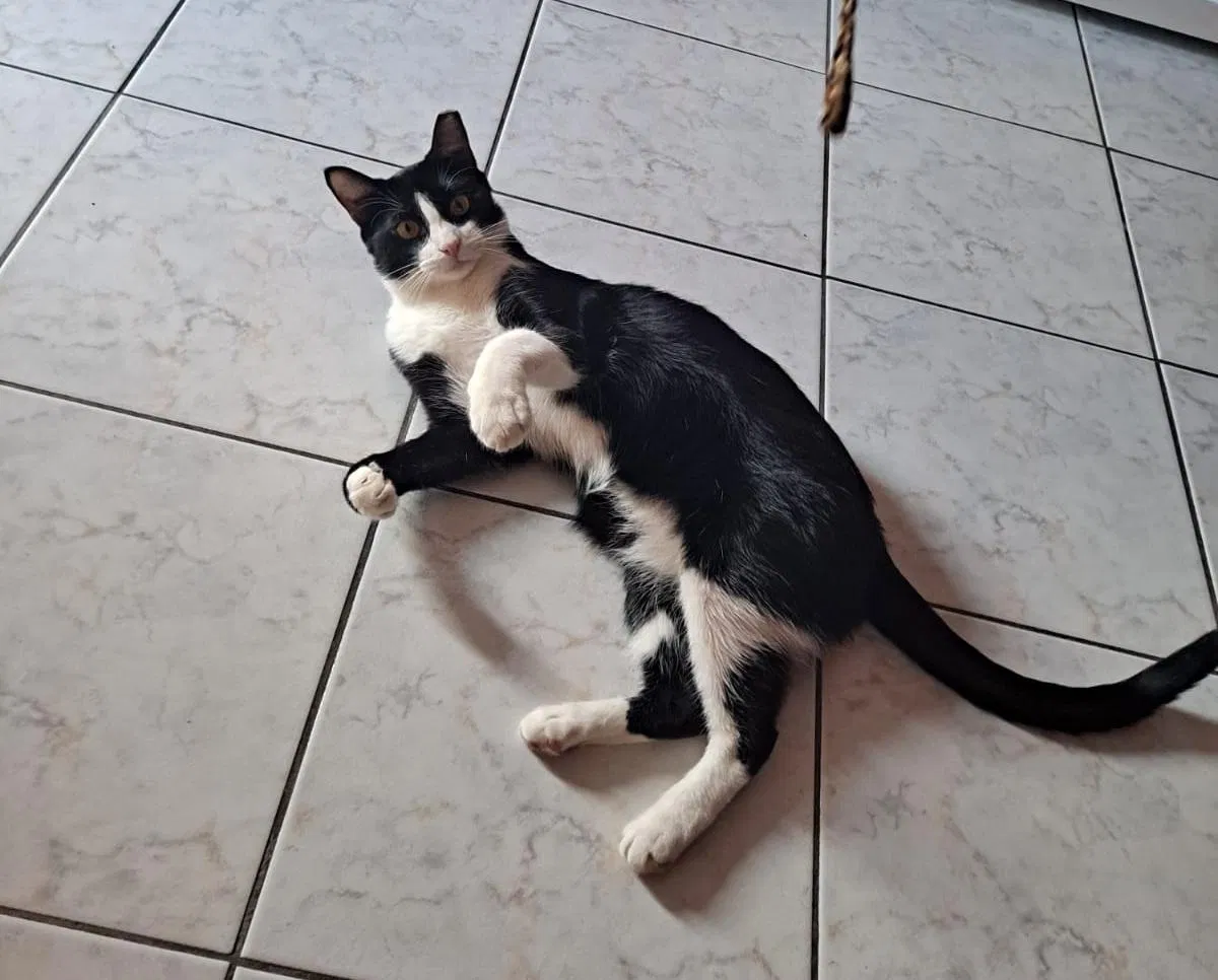 Lost cat in Hialeah, FL, 33014