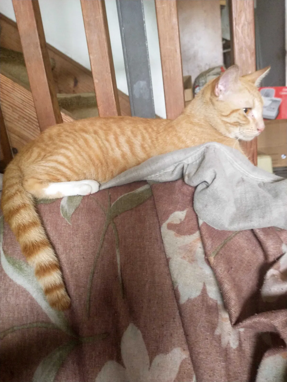 Lost cat in Hialeah, FL, 33016