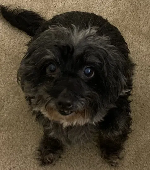 Lost dog in Baltimore, MD, 21223