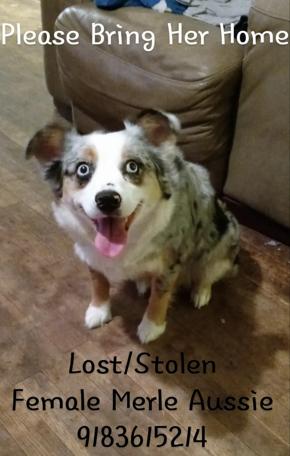 Lost dog in Tulsa, OK, 74115