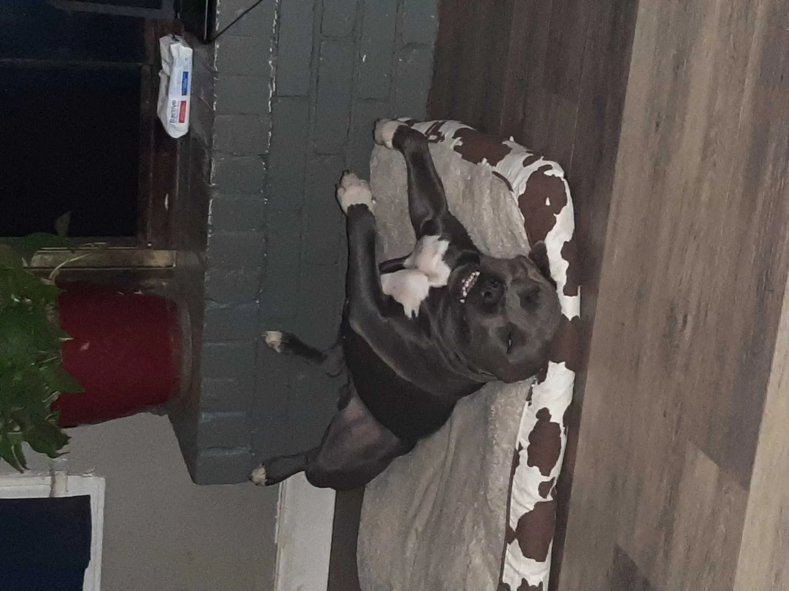 Lost dog in Kingfisher, OK, 73750