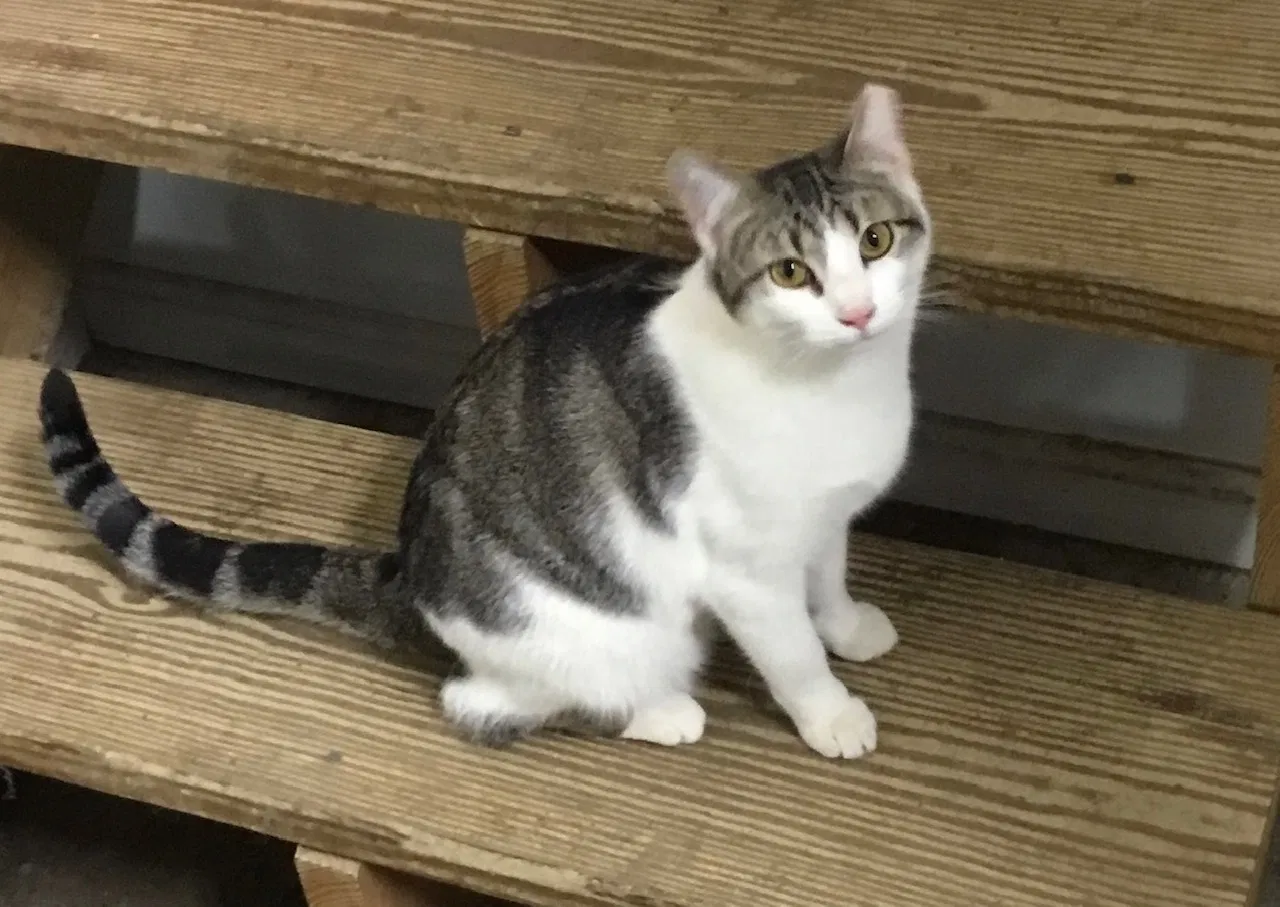 Lost cat in Fisherville, KY, 40023