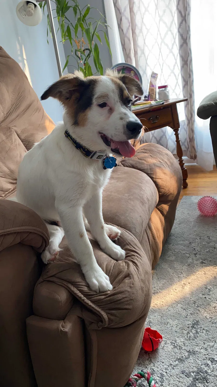 Lost dog in Euclid, OH, 44117