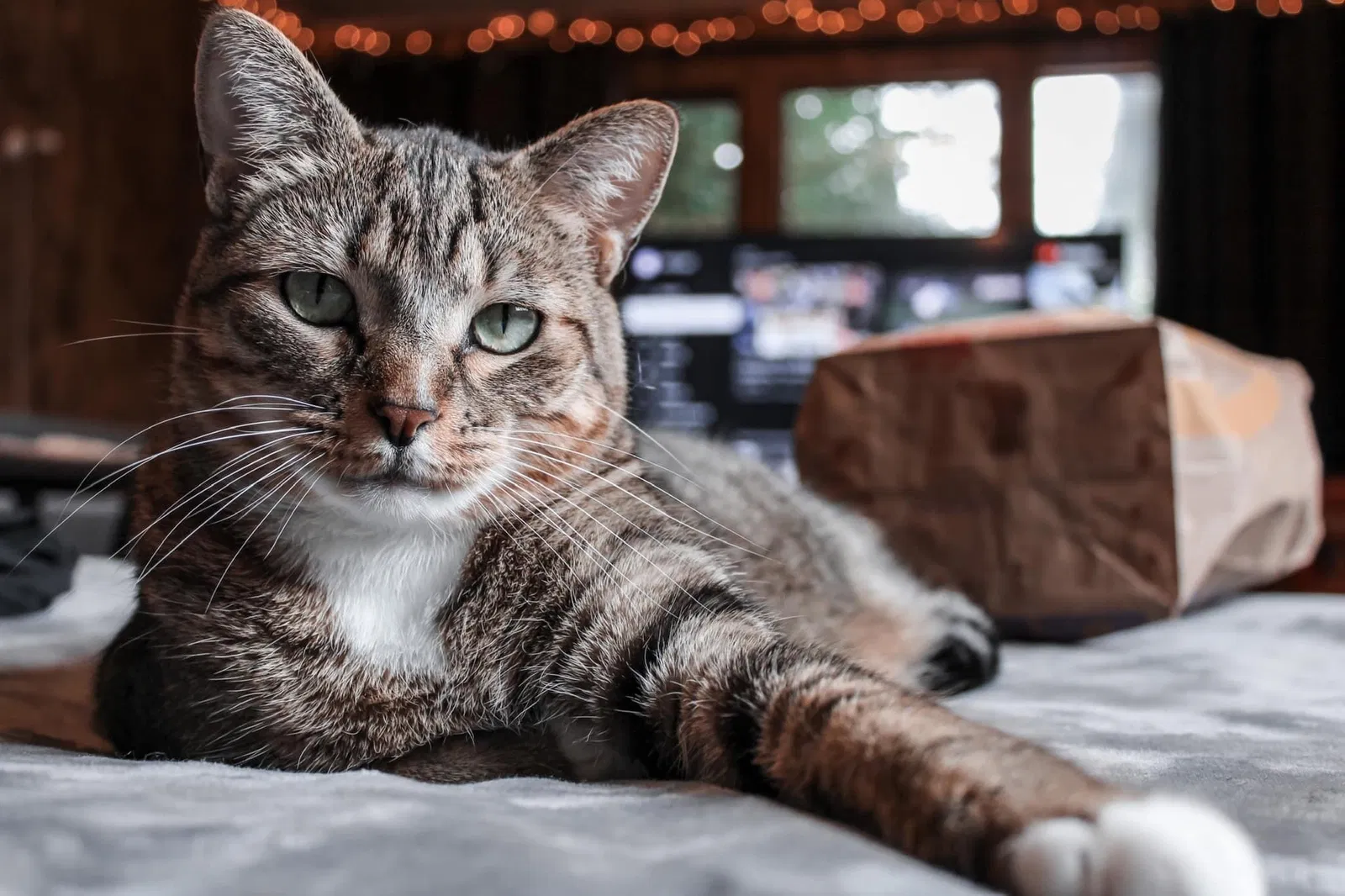 Lost cat in Lakewood, WA, 98498