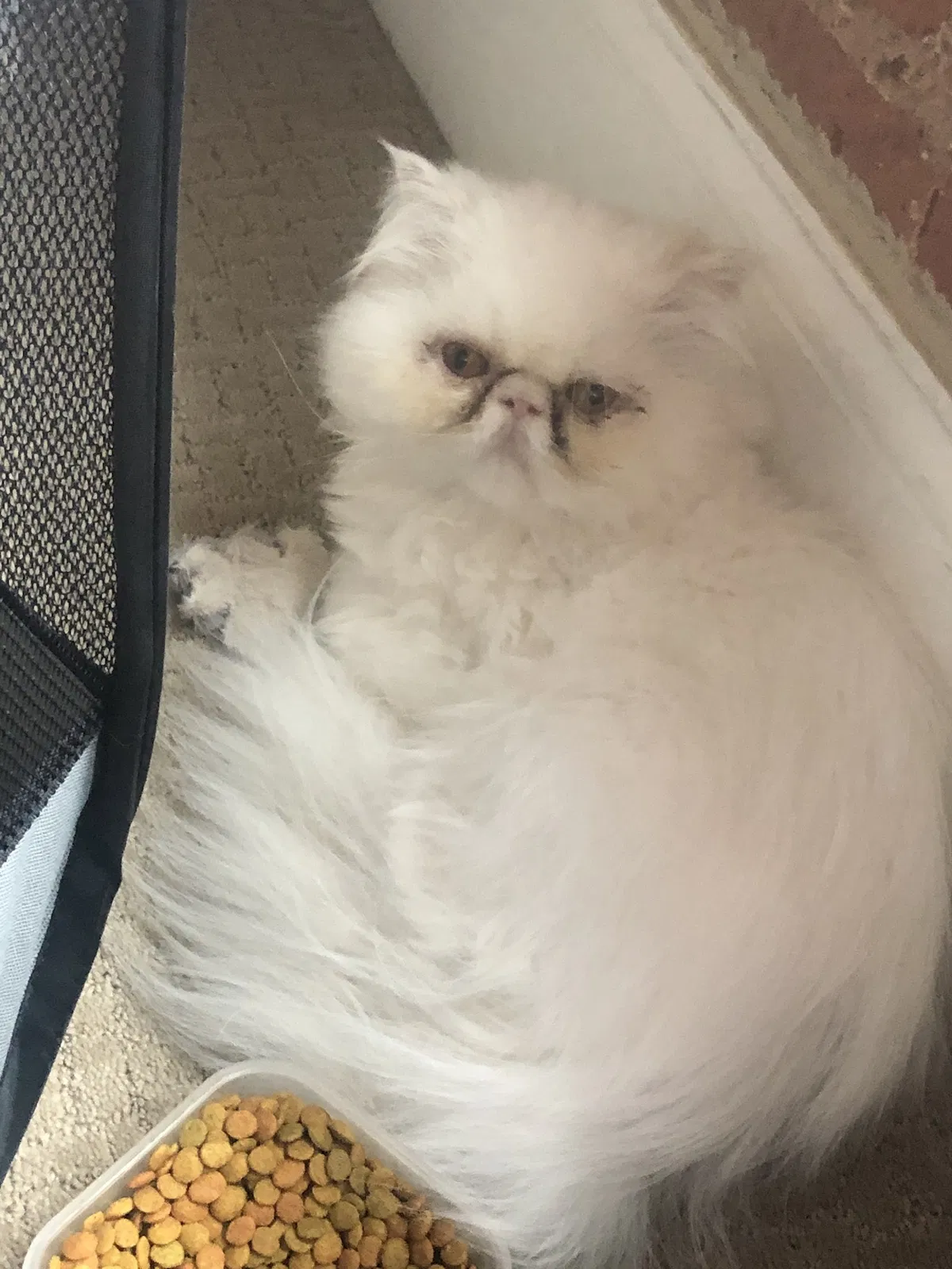 Lost cat in Riverside, RI, 2915
