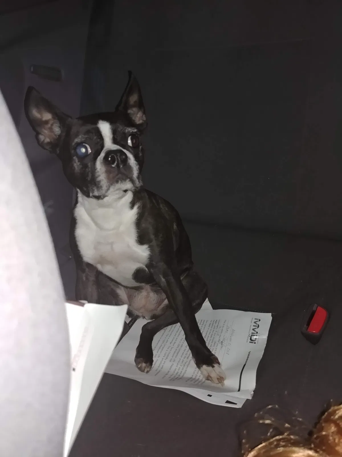 Lost dog in Monroe, NC, 28110