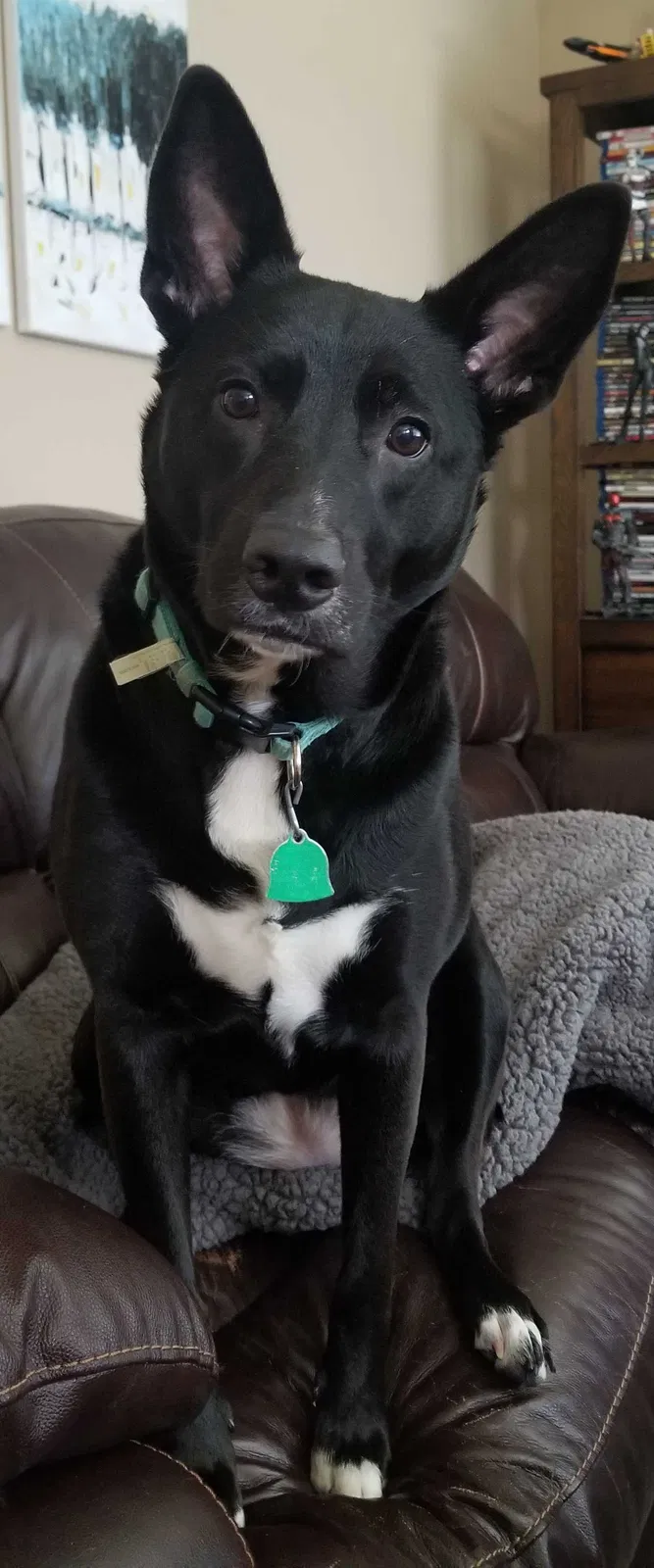 Lost dog in Middletown, NY, 10940