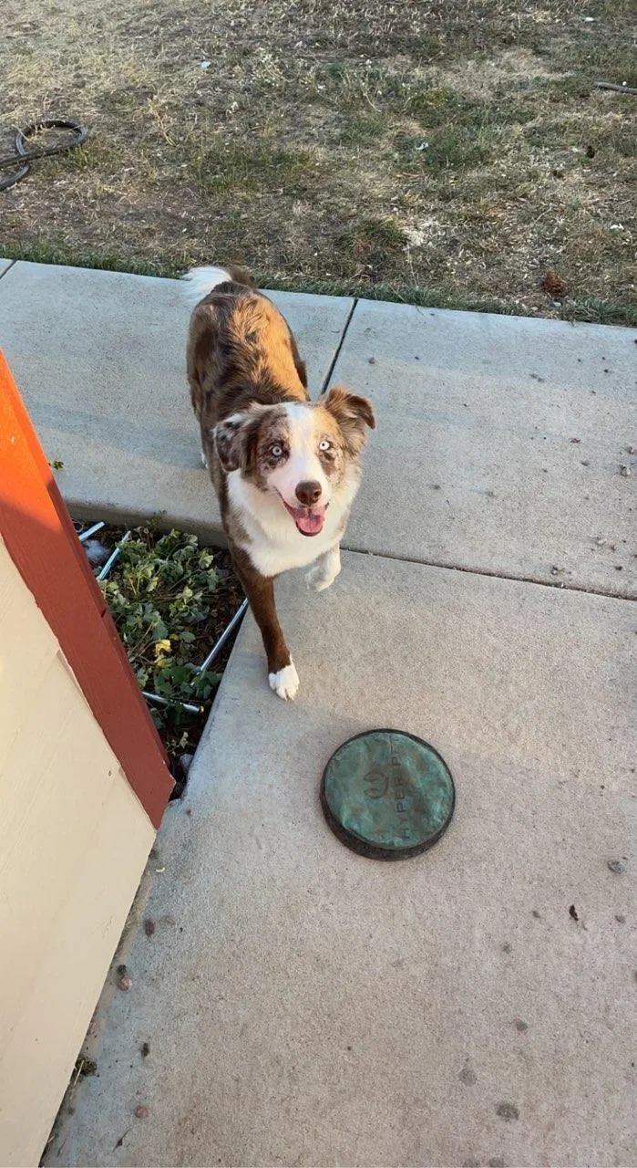 Lost dog in Elizabeth, CO, 80107